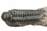 Pair of Crotalocephalina Trilobite Fossils - Atchana, Morocco #225374-8